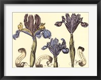 Framed Iris in Bloom II