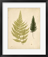 Framed Cottage Ferns I