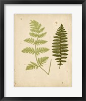 Framed Cottage Ferns III