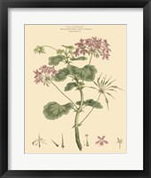 Framed Blushing Pink Florals IV