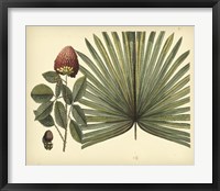 Framed Antique Brazilian Palm