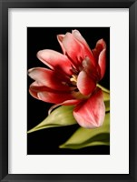 Framed Red Tulip III