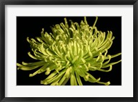 Framed Fuji Mum IV