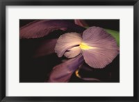 Framed Sweet Iris II