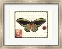 Framed Butterfly Prose II