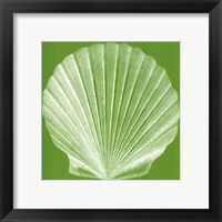 Saturated Shells II Framed Print