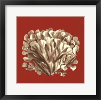 Framed Coral on Red III