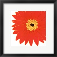 Bright Blossoms I Framed Print