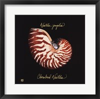 Framed Striking Shells II