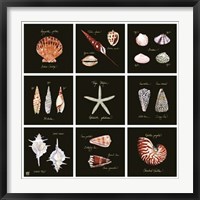 Framed Striking Shells 9-patch