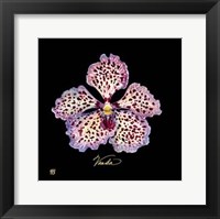 Framed Vivid Orchid V