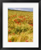 Framed Poppies in Field I