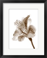 Framed Inflorescence II