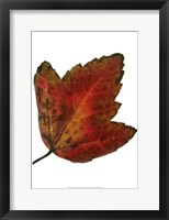 Framed Leaf Inflorescence I