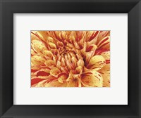 Framed Mini Graphic Dahlia III