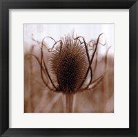 Framed Thistle