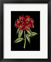 Framed Crimson Flowers on Black (A) II