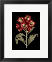 Framed Crimson Flowers on Black III