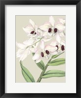 Framed Small Orchid Blooms II (P)