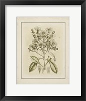 Framed Small Tinted Botanical I (P)