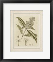 Framed Small Tinted Botanical II (P)