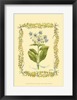 Framed Borage