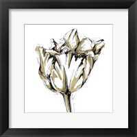 Framed Small Tulip Sketch I