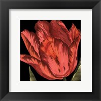 Framed Mini Transitional Tulip II