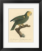 Framed Small Barraband Parrot PL 98 (IP)