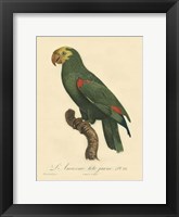 Framed Small Barraband Parrot PL 86 (IP)