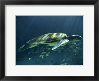 Framed Aegean Sea Turtles I