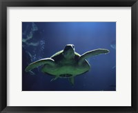 Framed Aegean Sea Turtles II