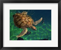 Framed Aegean Sea Turtles III