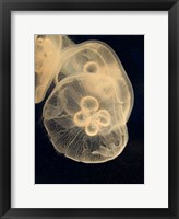 Graphic Jellyfish II Framed Print