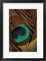 Framed Peacock Feathers II