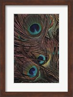 Framed Peacock Feathers IV