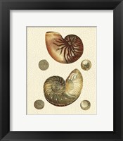 Framed Crackled Antique Shells VII