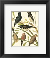 Framed Canaries & Cage Birds I