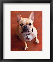 Sophie French Bulldog Framed Print