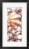 Shell Menagerie I Framed Print
