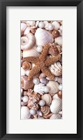 Shell Menagerie II Framed Print