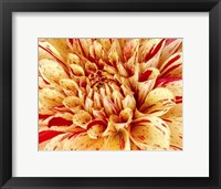 Framed Graphic Dahlia III