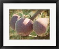 Framed Vintage Apples I
