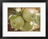 Framed Vintage Apples III