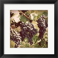 Framed Vintage Grape Vines I