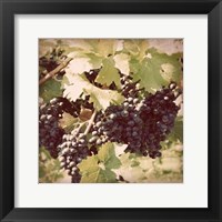 Framed Vintage Grape Vines II