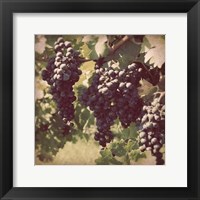 Vintage Grape Vines III Framed Print
