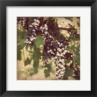 Vintage Grape Vines IV Framed Print