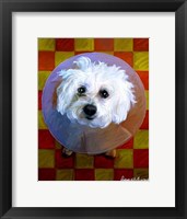 Framed Bichon