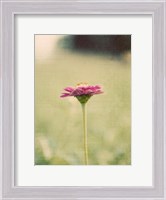 Framed Flower Portrait I